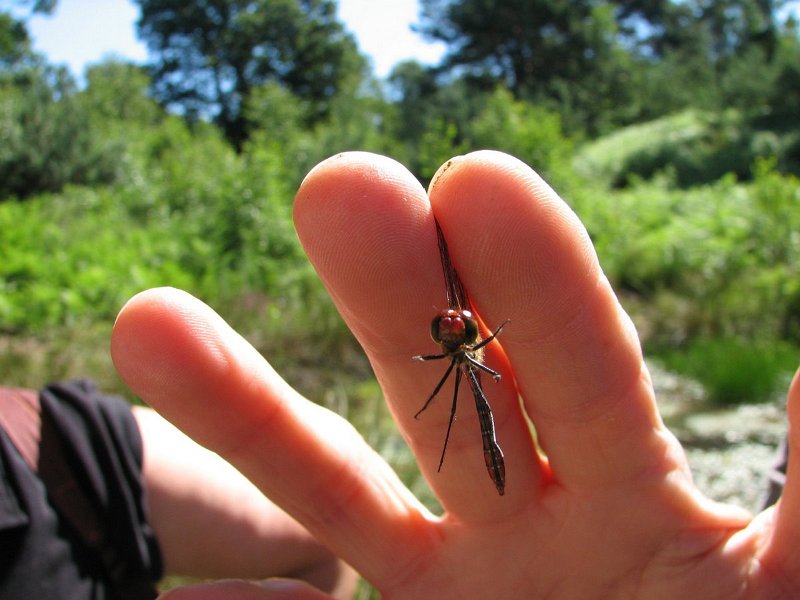 6413 Sympétrum sanguin (mâle)
